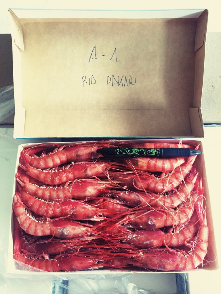 Alistado H.A1 MURIEL 38/40 PZ