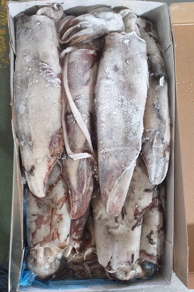 Calamar Natural 300-500 g/pz 5kg