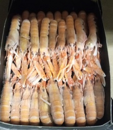 [C3332015] Cigala Escocia 50-70 g/pz (2) 1,250kg 4x1,5kg